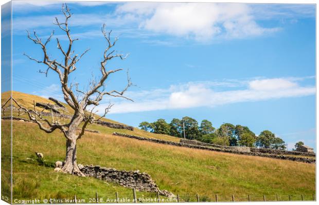 Swaledale - tree and hillside. Canvas Print by Chris Warham