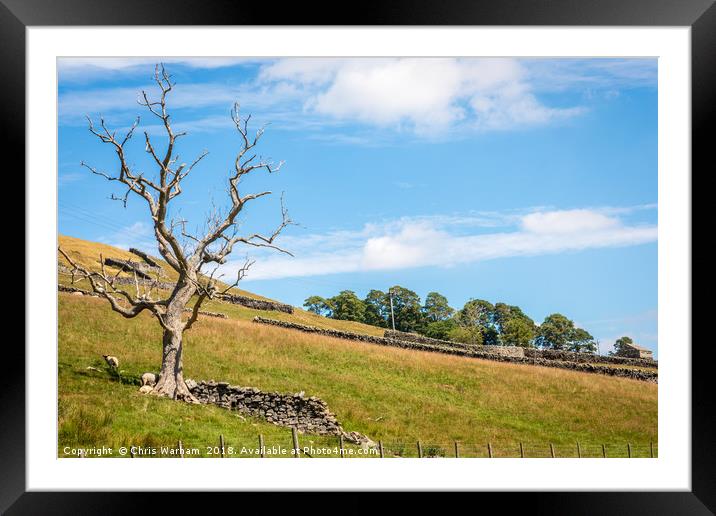 Swaledale - tree and hillside. Framed Mounted Print by Chris Warham