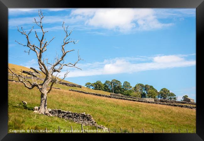 Swaledale - tree and hillside. Framed Print by Chris Warham