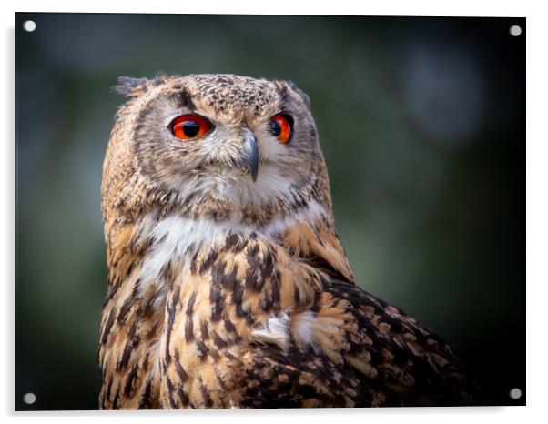 European / Eurasian Eagle Owl Acrylic by Mike Evans