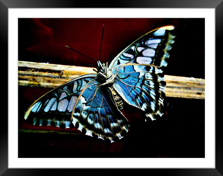 new wings Framed Mounted Print by Heather Newton