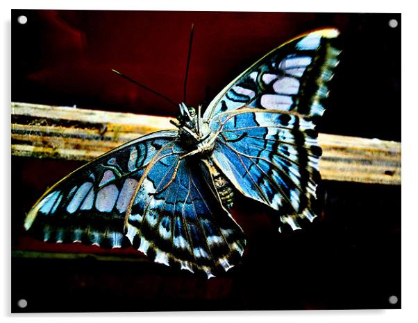 new wings Acrylic by Heather Newton