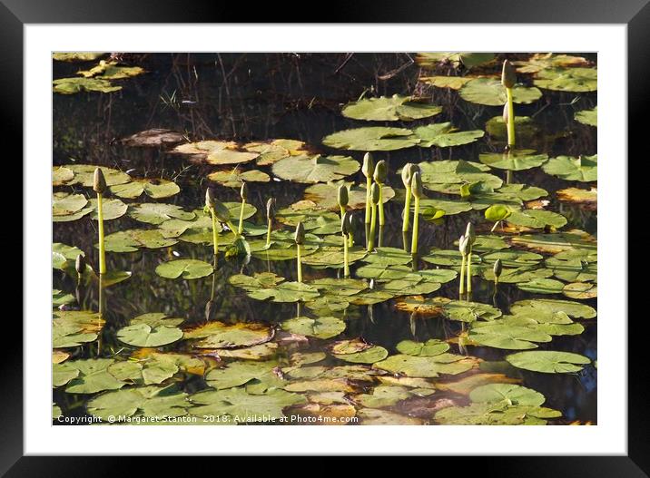 Pure nature  Framed Mounted Print by Margaret Stanton