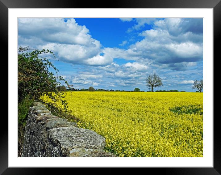 Field of Gold Framed Mounted Print by Pauline Raine