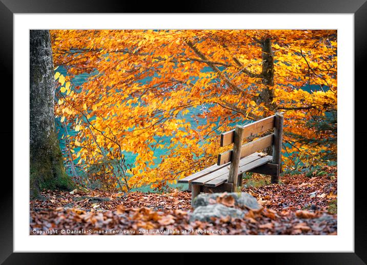 Wooden bench in autumn scenery Framed Mounted Print by Daniela Simona Temneanu