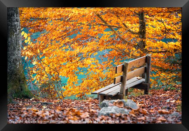 Wooden bench in autumn scenery Framed Print by Daniela Simona Temneanu