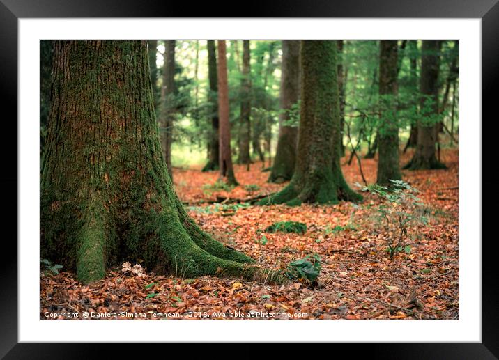 Trees with moss and fallen autumn leaves Framed Mounted Print by Daniela Simona Temneanu