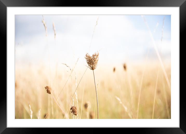 Wild Carrot Framed Mounted Print by Graham Custance