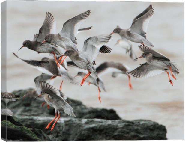 Redshank in flight about to land. Canvas Print by Alan Humphreys