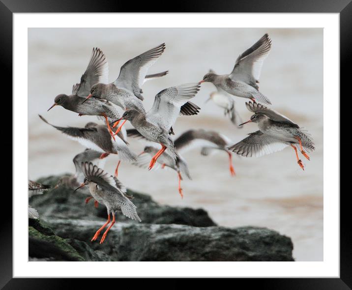 Redshank in flight about to land. Framed Mounted Print by Alan Humphreys