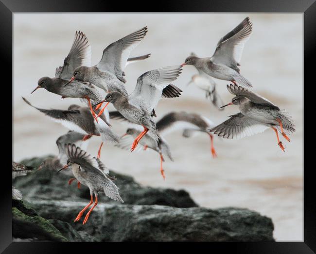 Redshank in flight about to land. Framed Print by Alan Humphreys