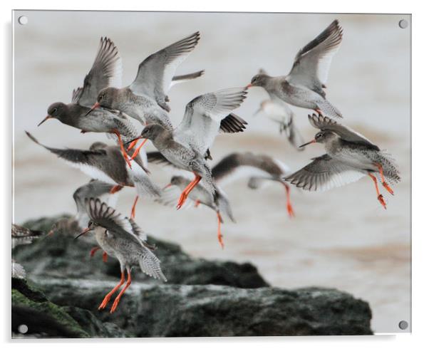 Redshank in flight about to land. Acrylic by Alan Humphreys