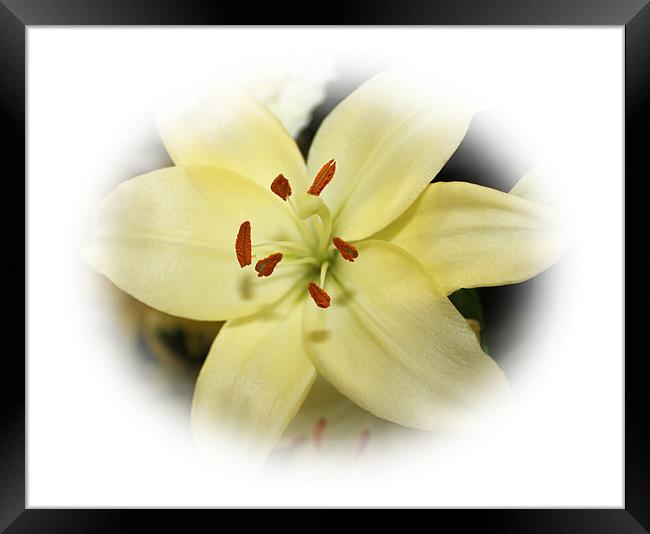 Auratum Lily Framed Print by Catherine Fowler