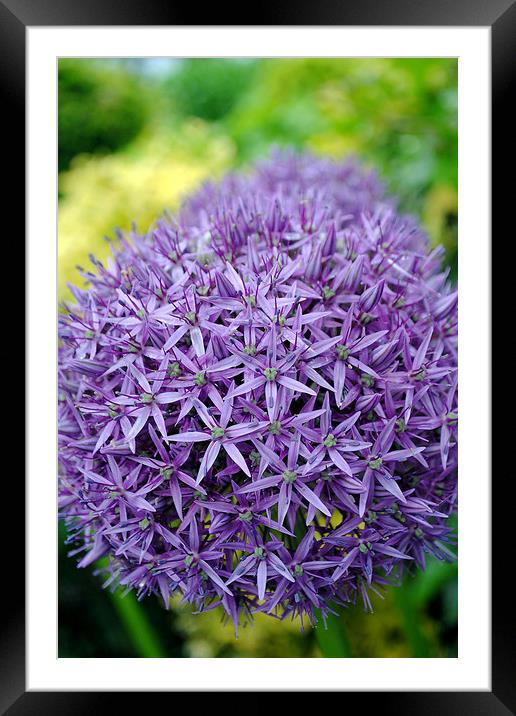 Allium hollandicum Purple flower Framed Mounted Print by Andy Evans Photos