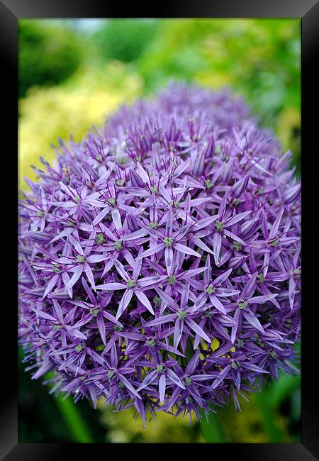 Allium hollandicum Purple flower Framed Print by Andy Evans Photos