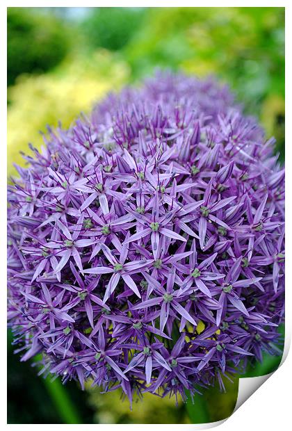 Allium hollandicum Purple flower Print by Andy Evans Photos