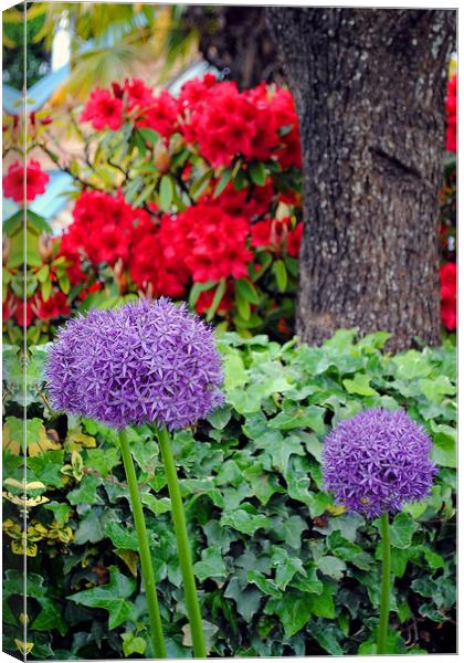 Radiant Purple Sensation Canvas Print by Andy Evans Photos