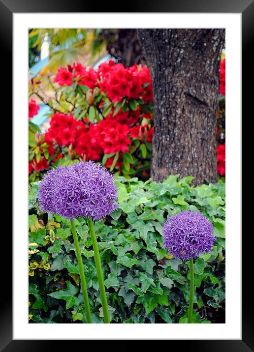 Radiant Purple Sensation Framed Mounted Print by Andy Evans Photos