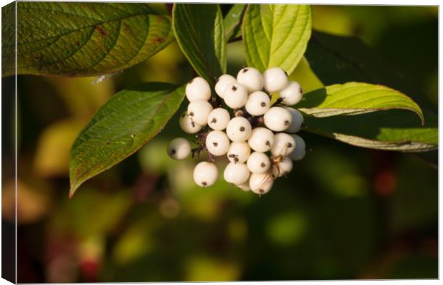 Red Osier Dogwood Berries Canvas Print by Steve Purnell
