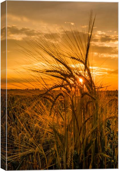 Fields of gold a sunset throught the crops Canvas Print by Robin Lee