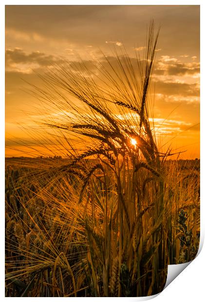 Fields of gold a sunset throught the crops Print by Robin Lee