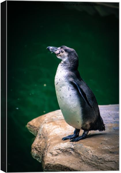 Penguin on the rock Canvas Print by NKH10 Photography