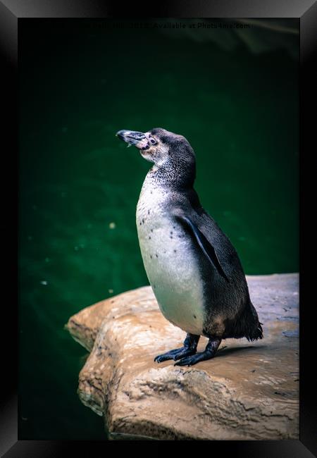 Penguin on the rock Framed Print by NKH10 Photography
