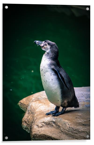 Penguin on the rock Acrylic by NKH10 Photography