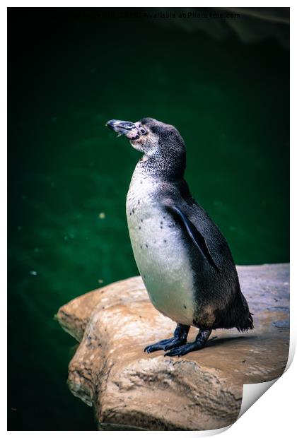 Penguin on the rock Print by NKH10 Photography
