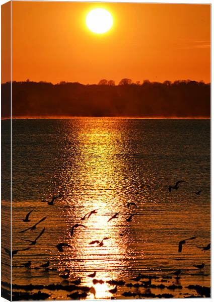 Glowing sunset and gulls Canvas Print by Donna Collett