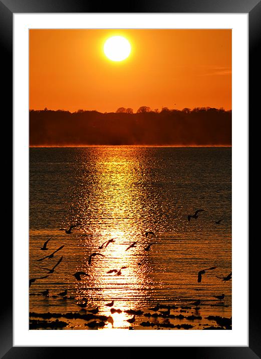 Glowing sunset and gulls Framed Mounted Print by Donna Collett