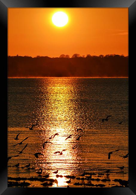 Glowing sunset and gulls Framed Print by Donna Collett
