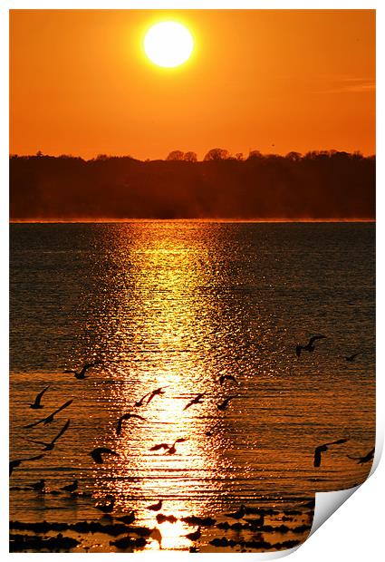 Glowing sunset and gulls Print by Donna Collett