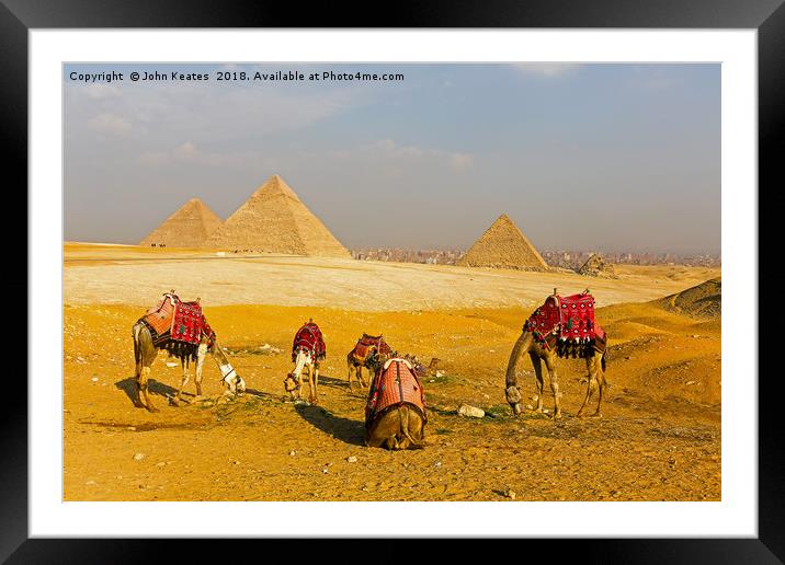 Camels in front of the Pyramids, Giza, Egypt Framed Mounted Print by John Keates