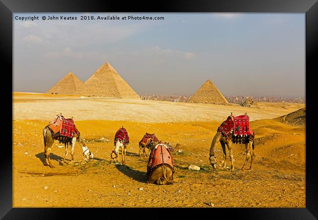 Camels in front of the Pyramids, Giza, Egypt Framed Print by John Keates