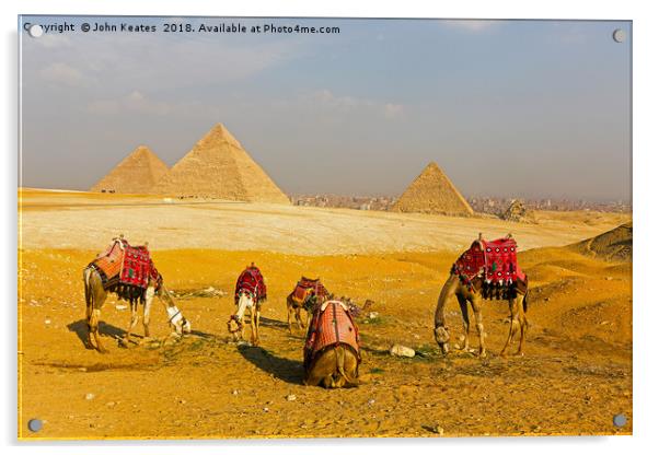 Camels in front of the Pyramids, Giza, Egypt Acrylic by John Keates