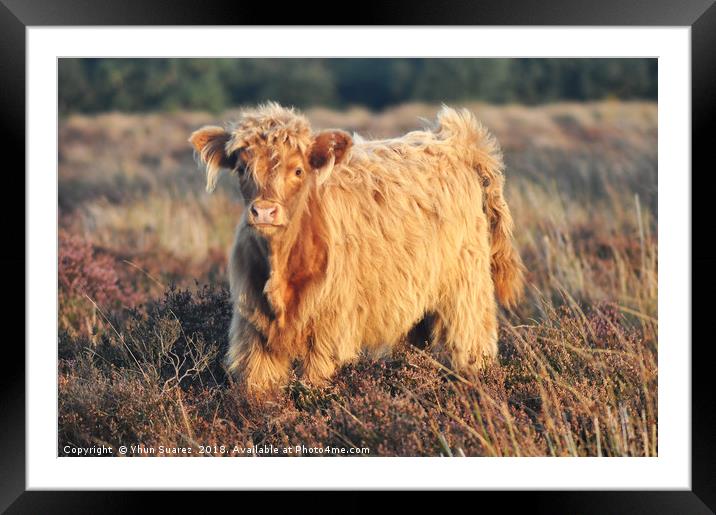 Highland Cattle Framed Mounted Print by Yhun Suarez