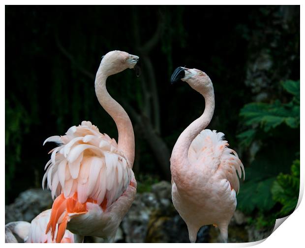 Two Flamingos Print by NKH10 Photography