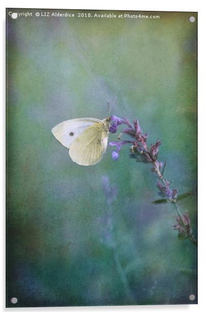 Majestic Large White Butterfly Acrylic by LIZ Alderdice
