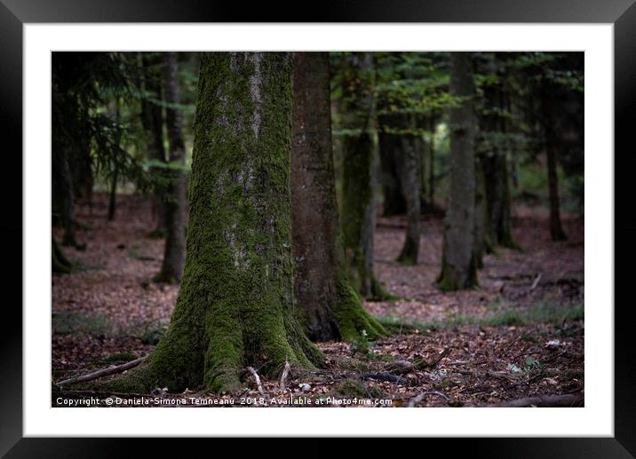 Tree trunk covered with green moss Framed Mounted Print by Daniela Simona Temneanu