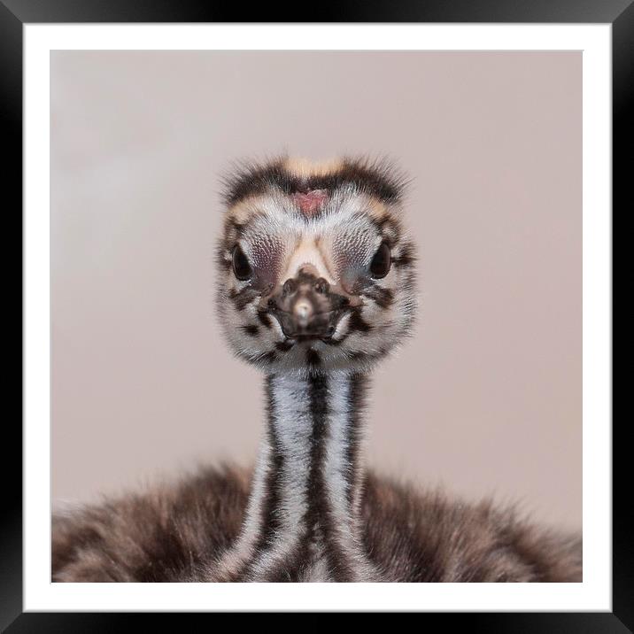 Great Crested Grebe Chick. Framed Mounted Print by Alan Humphreys