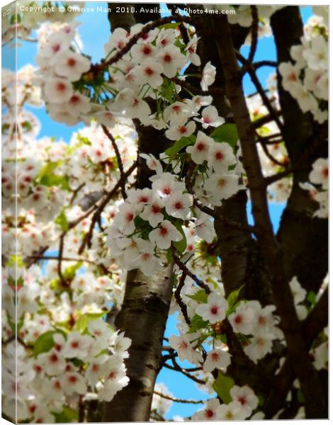 Cherry blossom flowers framed photo print Canvas Print by Cherise Man