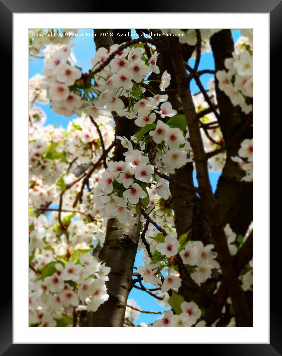 Cherry blossom flowers framed photo print Framed Mounted Print by Cherise Man