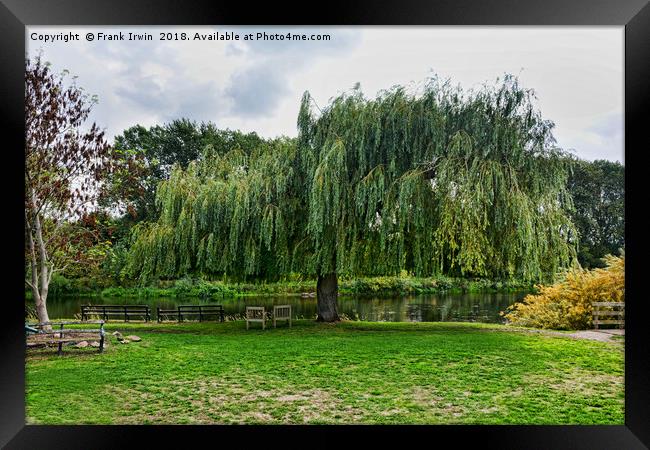 A massive Salix Babylonica by the River Trtent Framed Print by Frank Irwin
