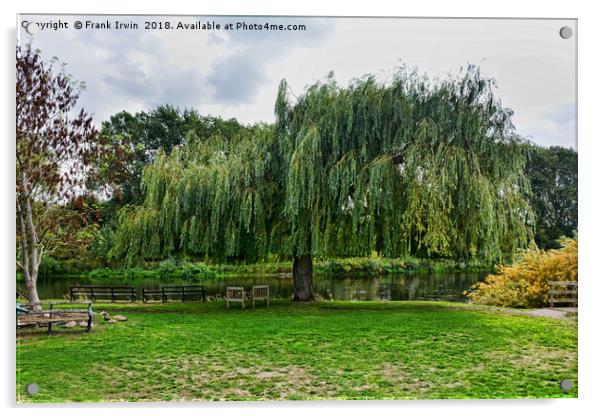 A massive Salix Babylonica by the River Trtent Acrylic by Frank Irwin