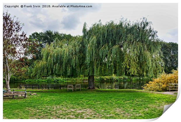 A massive Salix Babylonica by the River Trtent Print by Frank Irwin