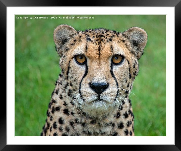 CHEETAH CHARM Framed Mounted Print by CATSPAWS 