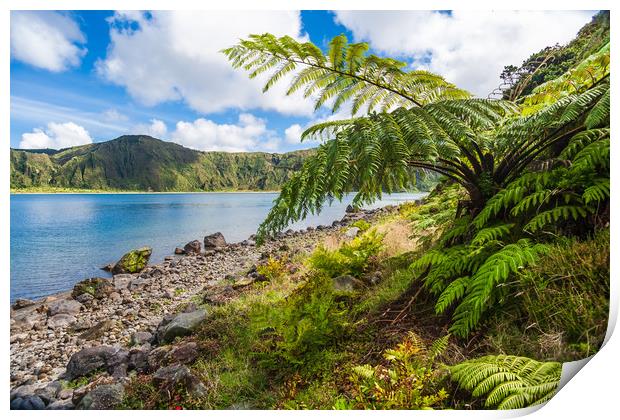 Majestic Tree Ferns by the Volcanic Crater Lake Print by Kevin Snelling