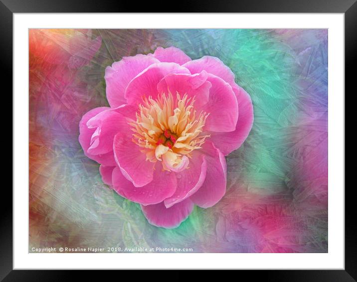 Chinese peony with texture Framed Mounted Print by Rosaline Napier
