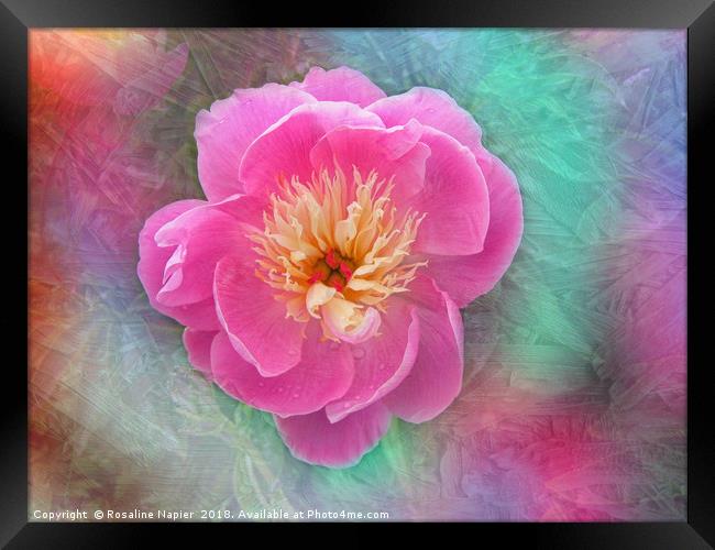 Chinese peony with texture Framed Print by Rosaline Napier